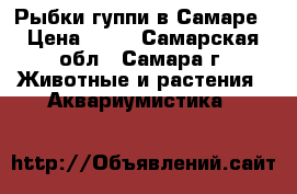 Рыбки гуппи в Самаре › Цена ­ 25 - Самарская обл., Самара г. Животные и растения » Аквариумистика   